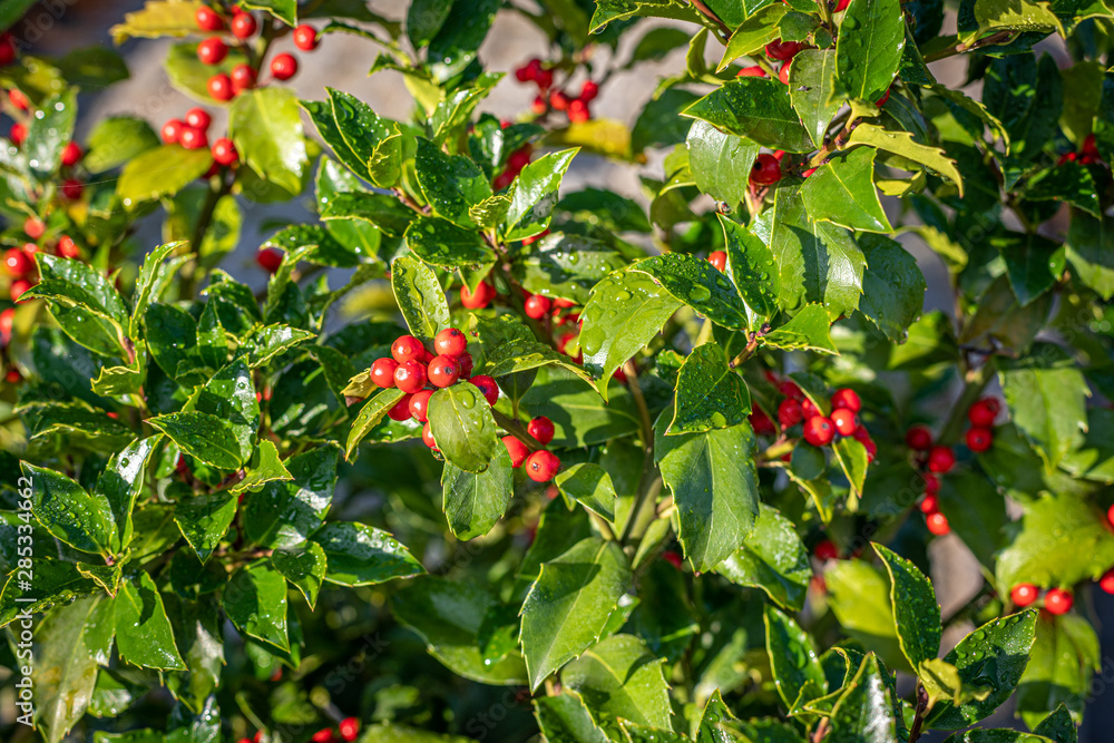 holly with red ripe fruits on the shrub stands in the morning sun and the leaves are still covered with morning dew