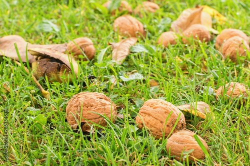 Ripe walnuts fallen in the green grass, harvesting season