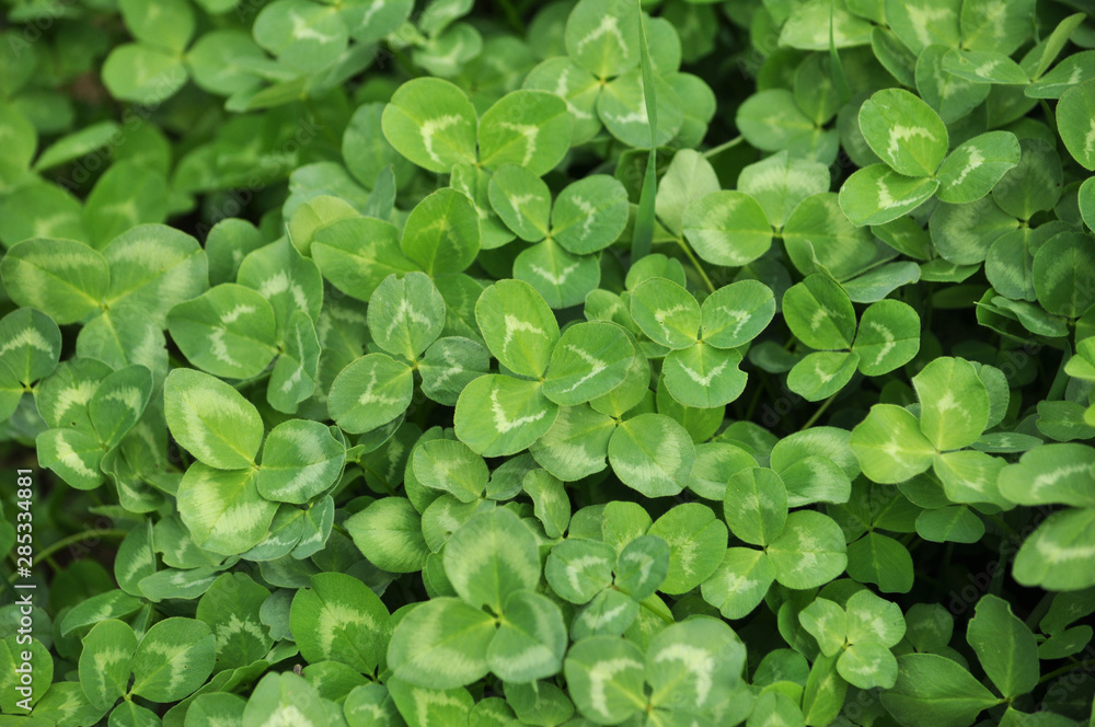 In the spring field young clover grows In the spring field young clover grows