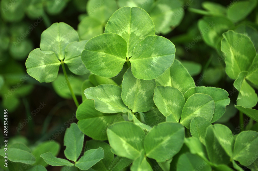 In the spring field young clover grows In the spring field young clover grows