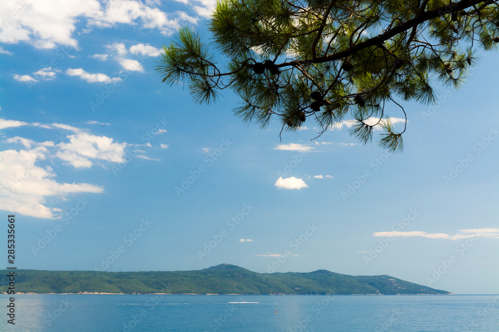 Pine tree on the beach of the Adriatic sea Pine tree on the beach of the Adriatic sea