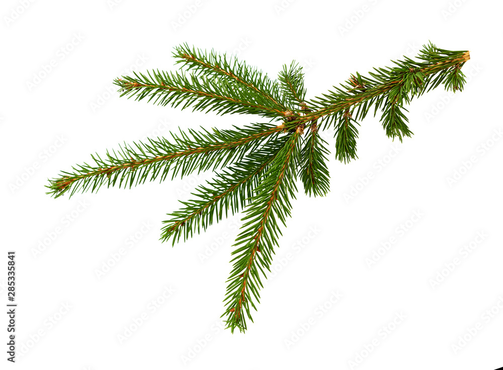 Fir tree branch isolated on white background. Pine branch.