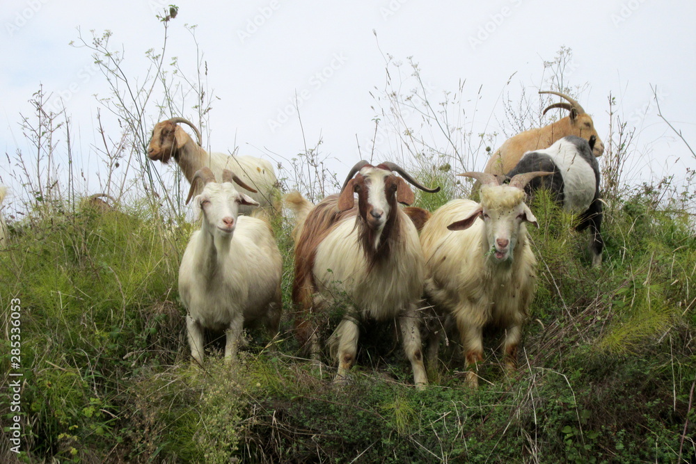 Fototapeta premium sheep on a pasture