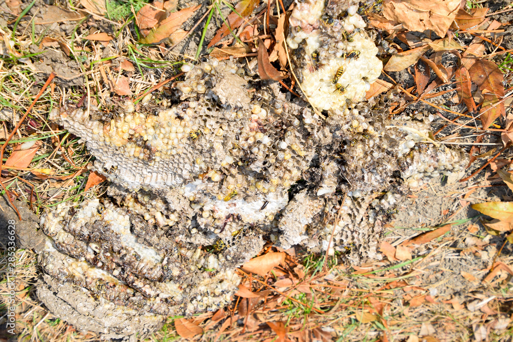 Destroyed hornet's nest. Drawn on the surface of a honeycomb hornet's nest. Larvae and pupae of wasps. Vespula vulgaris Destroyed hornet's nest. Drawn on the surface of a honeycomb hornet's nest. Larvae and pupae of wasps. Vespula vulgaris