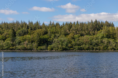 Forest around Lough Corrib lake