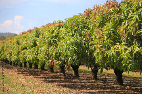 Mango trees on farm. Orchard, fruit trees