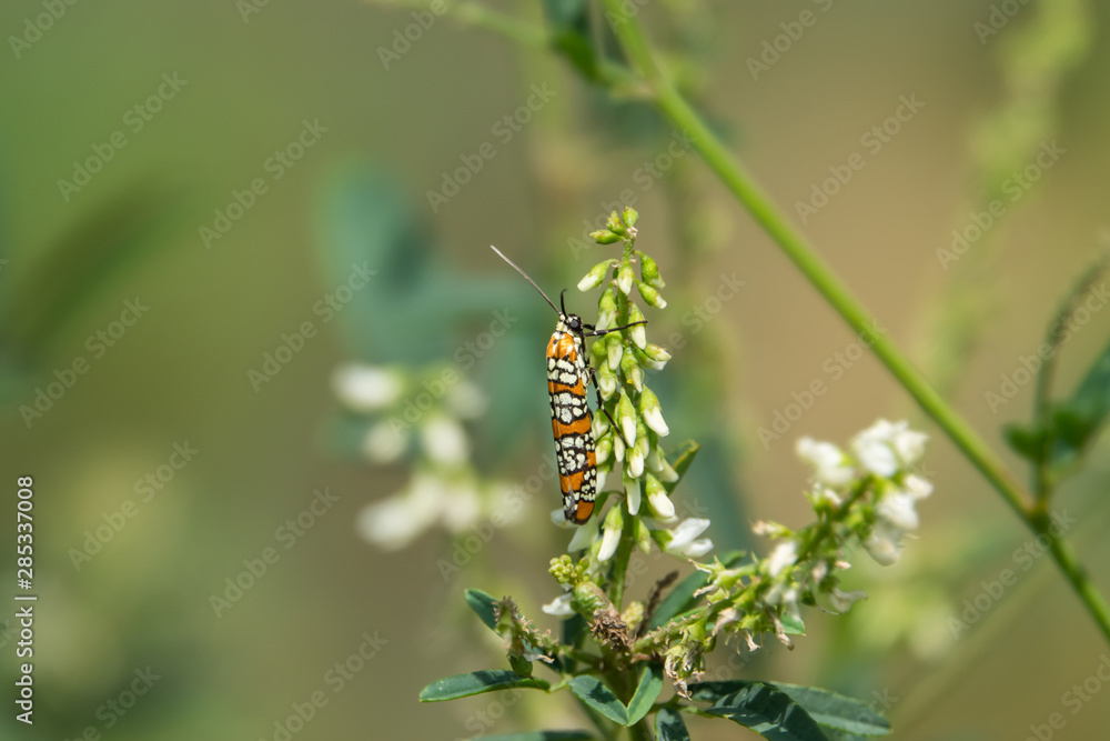 Ailanthus Webworm Moth on White Clover in Summer