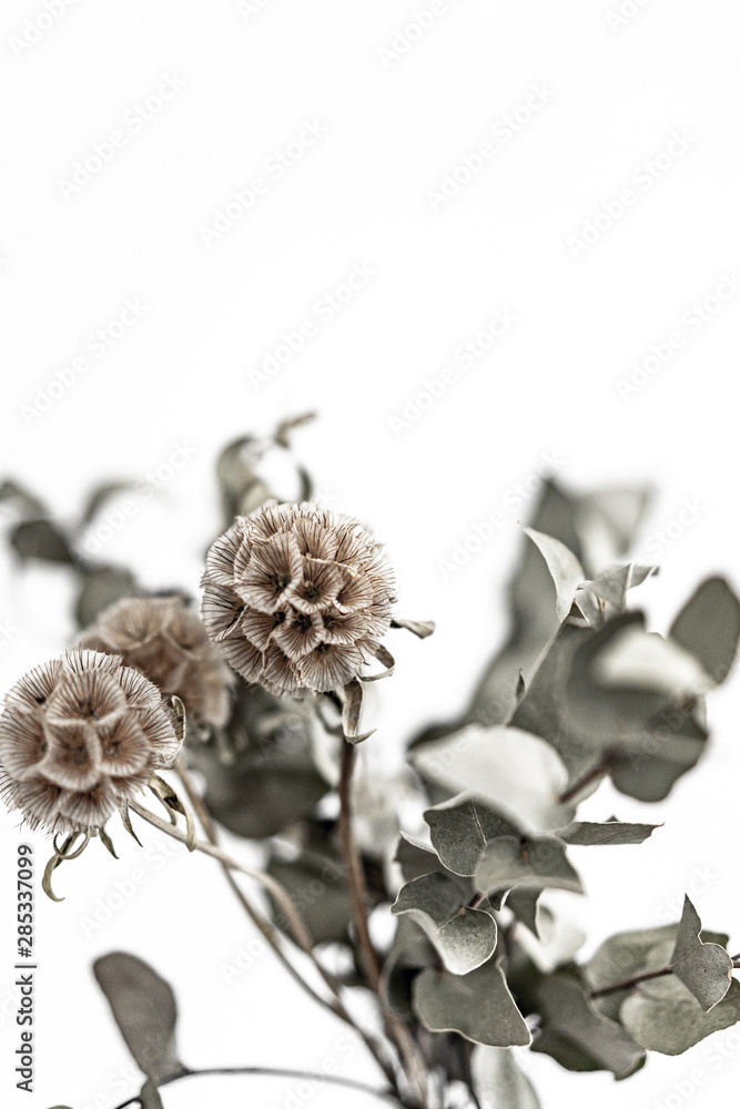 dry flower with eucalyptus leaves on a white wall