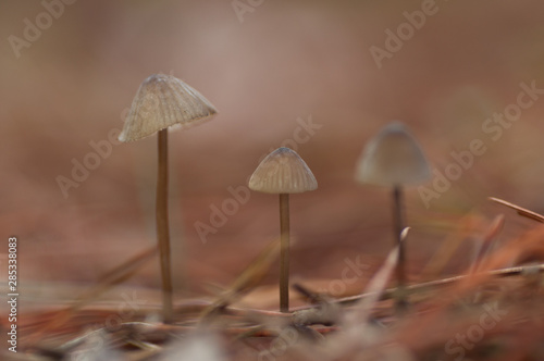 otoño marron con setas al atardecer