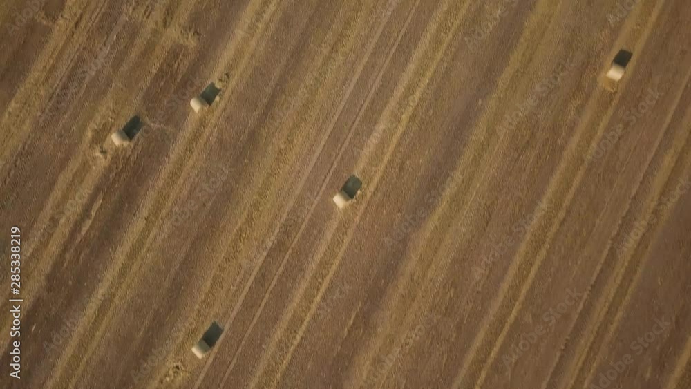 Round dried haystacks in the field