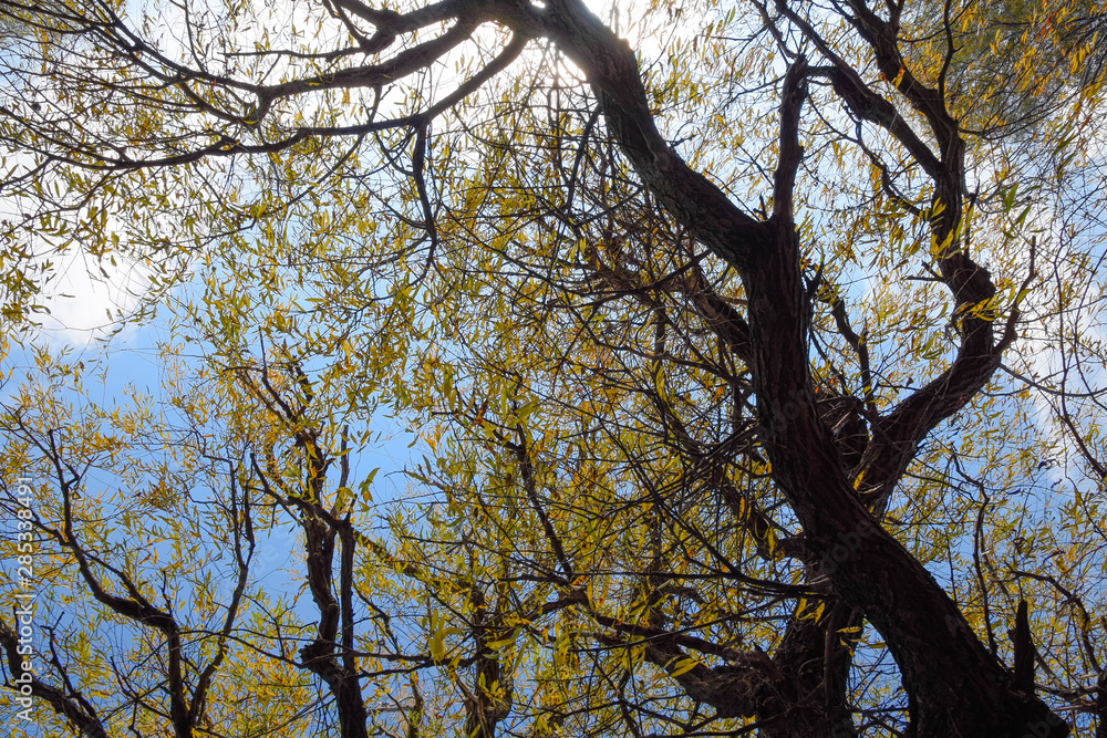branches of willow against the sky. Yellow leaves. branches of willow against the sky. Yellow leaves.
