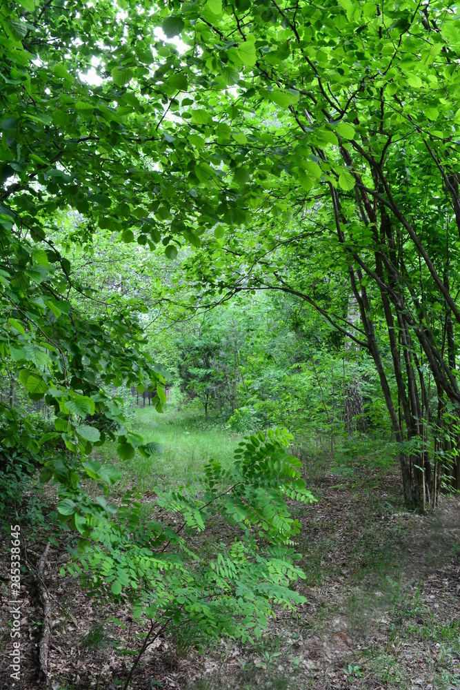 Fototapeta premium las ogród