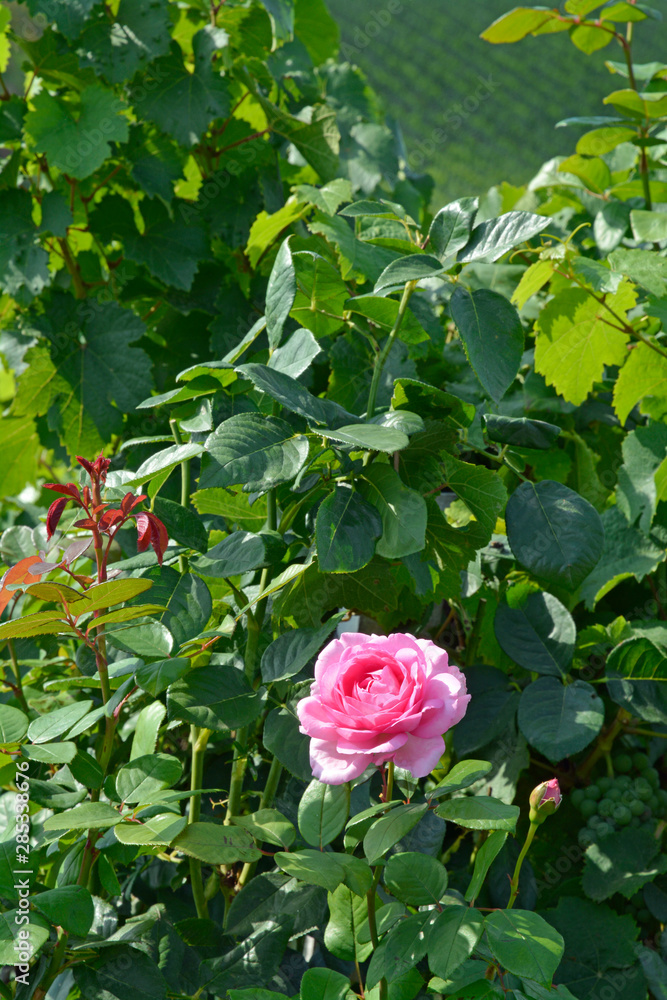 rosenstock im weinberg