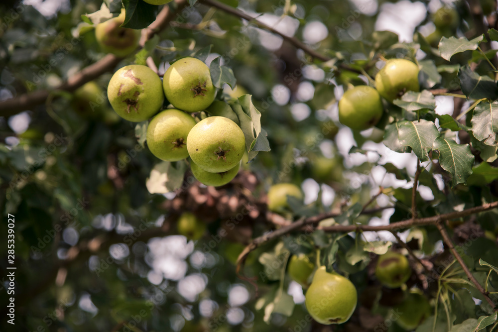 Rape apples on a bench, Austrian garden Rape apples on a bench, Austrian garden