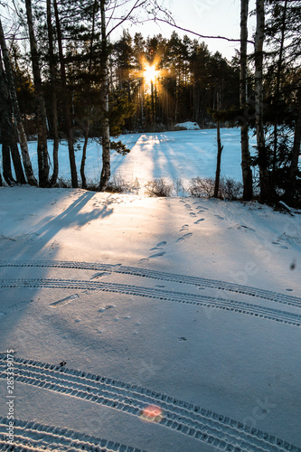 winter landscape in Sweden during the evening light  sunny day  Pine trees.