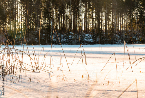 winter landscape in Sweden during the evening light  sunny day  Pine trees.