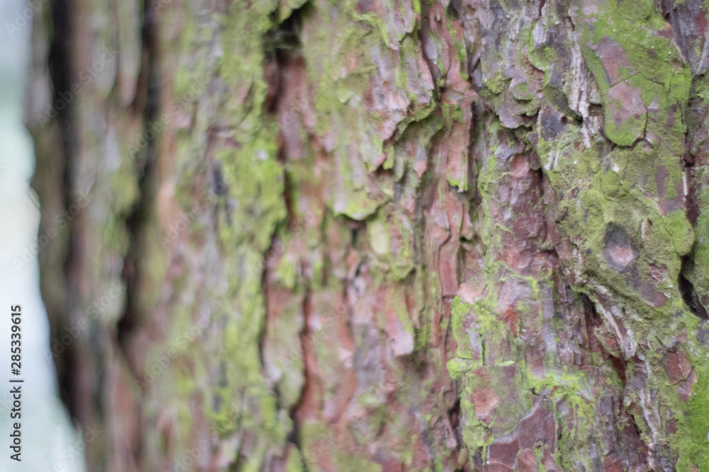 Bark of a coniferous tree