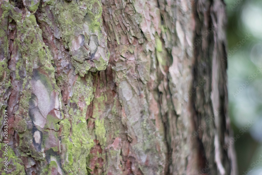 Bark of a coniferous tree Bark of a coniferous tree