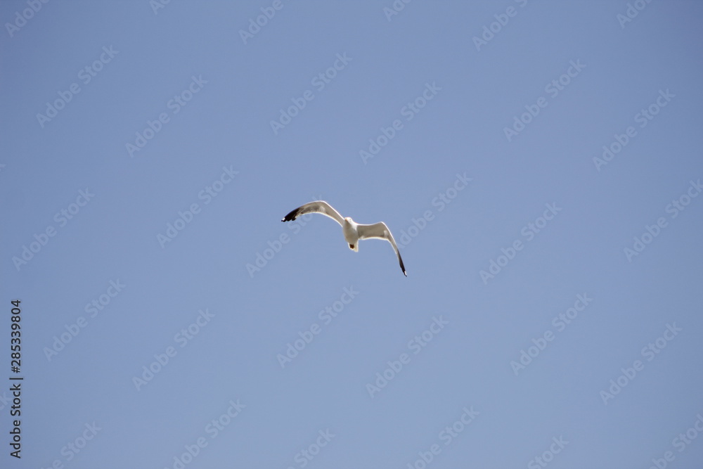 flying seagull