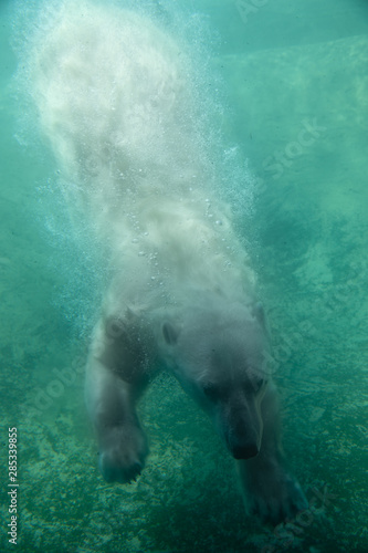 Cute Polar Bear Diving Underwater