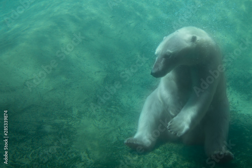 Cute Polar Bear Sitting Underwater