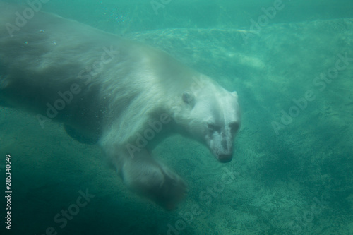 Cute Polar Bear Underwater Diving Underwater