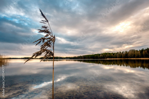 Closeup photo of one grass straw at the left foreground. Quiet water surface like mirror, sandy bottom with blurry background. Cloudy autumn sunset at the Nydala Lake, Umea city, Northern Sweden. photo
