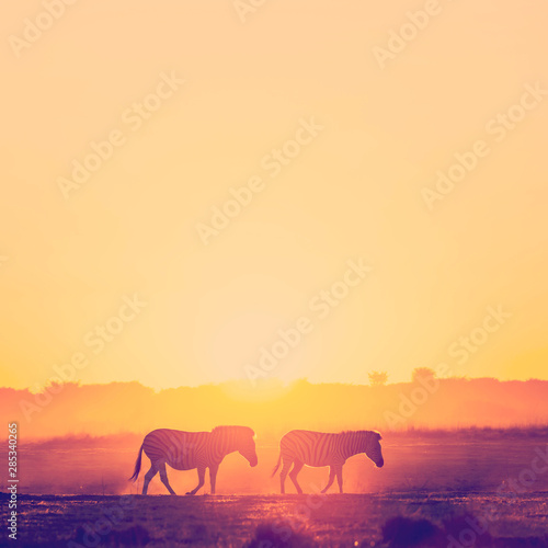 Zebra Sunset Botswana