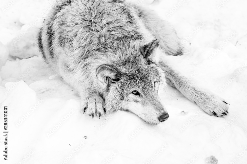 Fototapeta premium Loup gris dans la neige