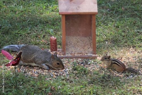 Squirrel in the yard