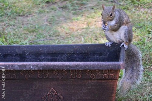 Squirrel in the yard