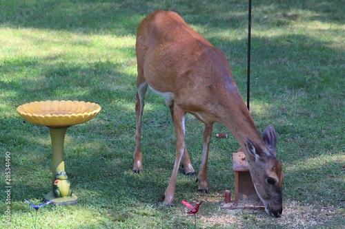 Deer in the yard