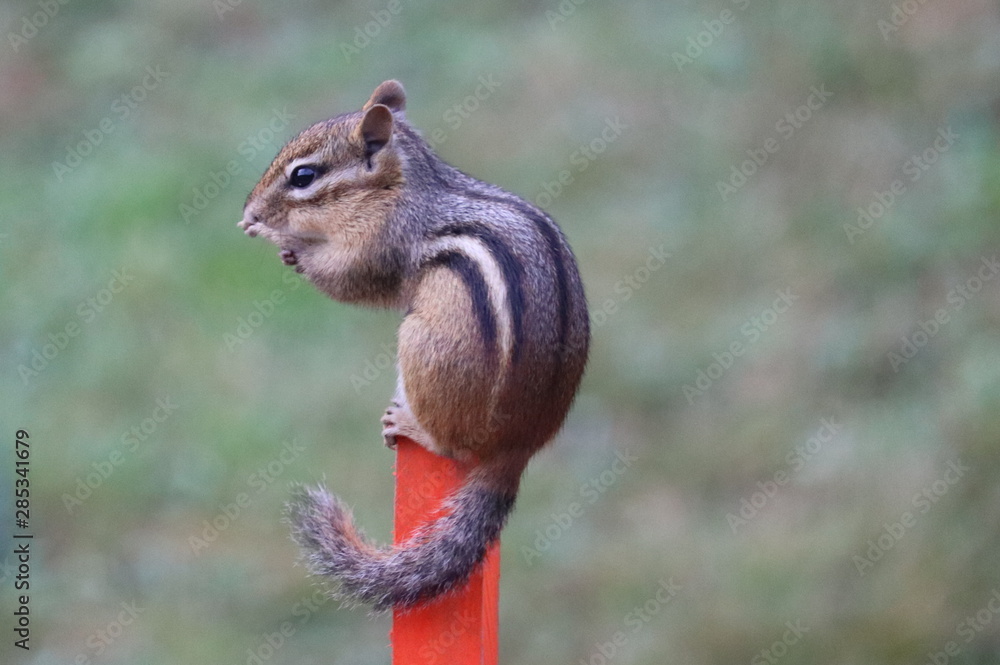 Fototapeta premium Chipmunk in a bush