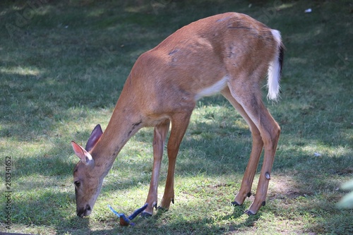 Deer in the yard