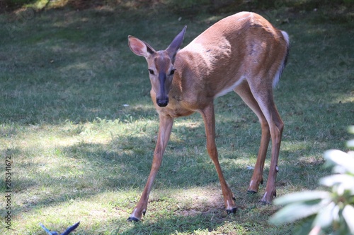 Deer in the yard