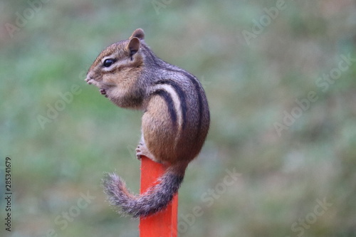 Chipmunk in a bush