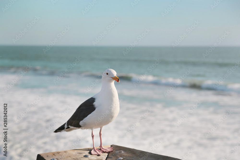 Standing Seagull with blue ocean horizon background