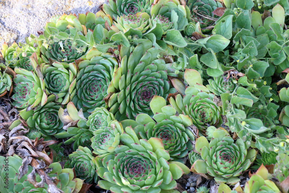 Sempervivum charadzeae, houseleeks or liveforever in spring garden Sempervivum charadzeae, houseleeks or liveforever in spring garden