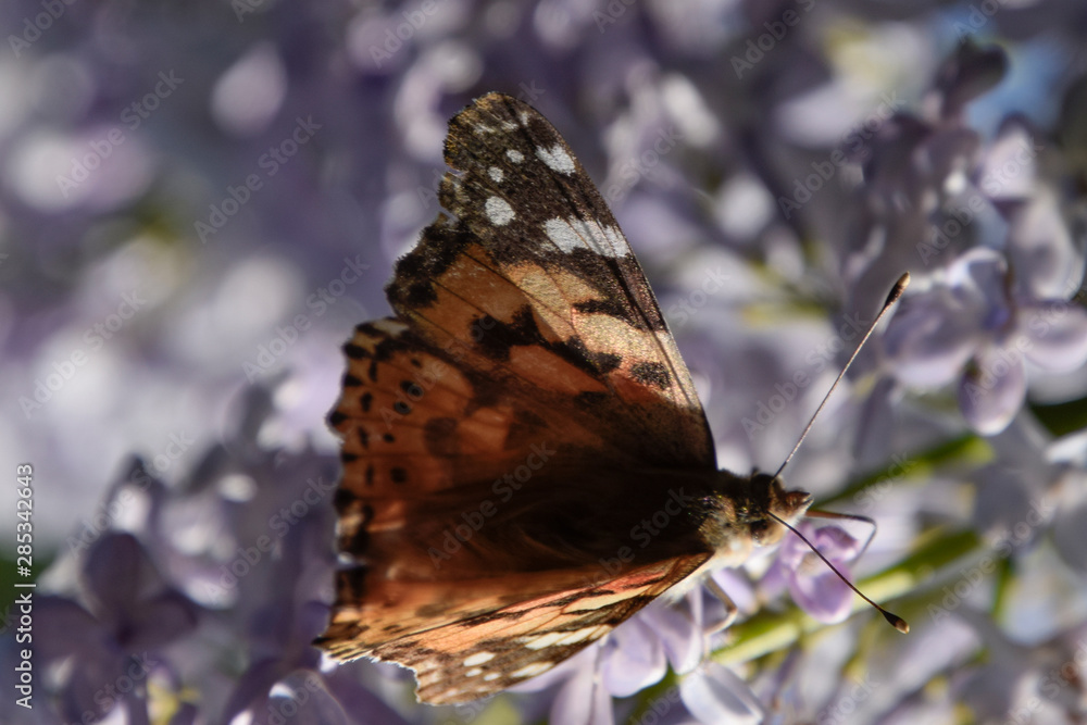 Butterfly rash on lilac colors. Butterfly urticaria. Stock Photo ...