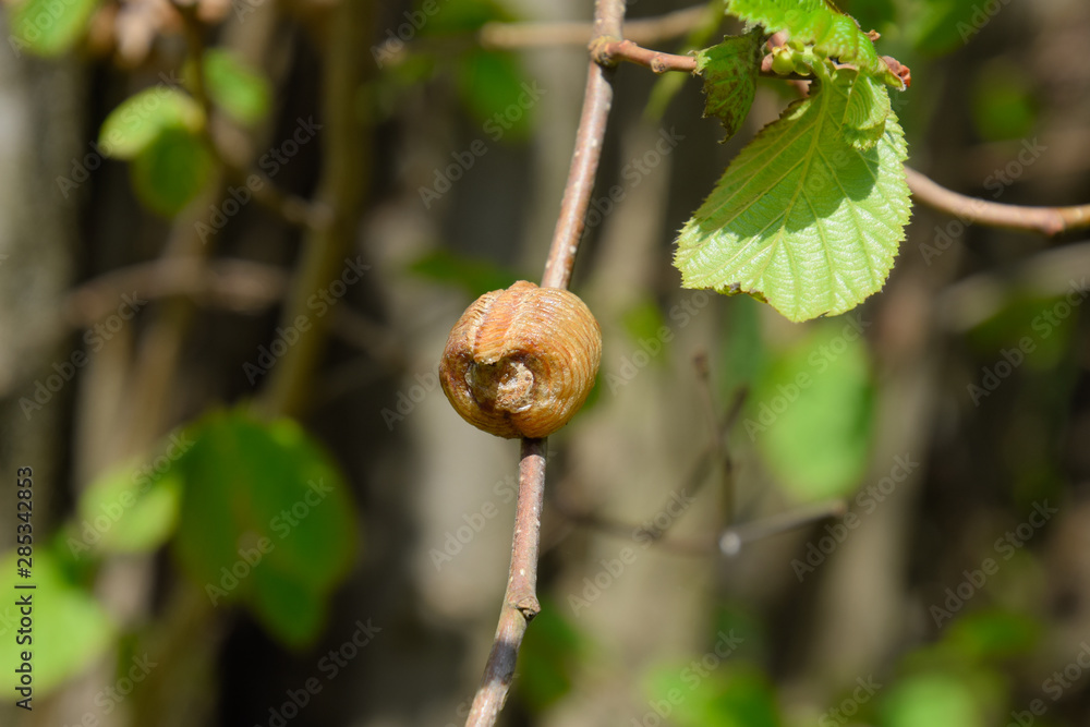 Ootheca mantis on the branches of a tree. The eggs of the insect Ootheca mantis on the branches of a tree. The eggs of the insect