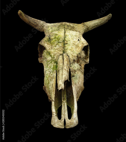 Cranium of cow bone on black background photo
