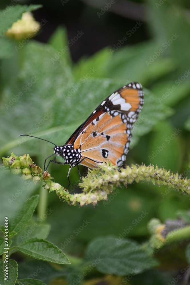 Papillon parc Chattuchack Thaîlande Papillon parc Chattuchack Thaîlande
