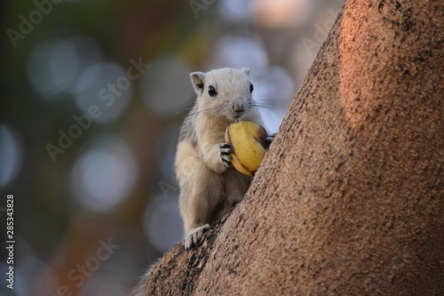 écureil banane parc Thaïlande