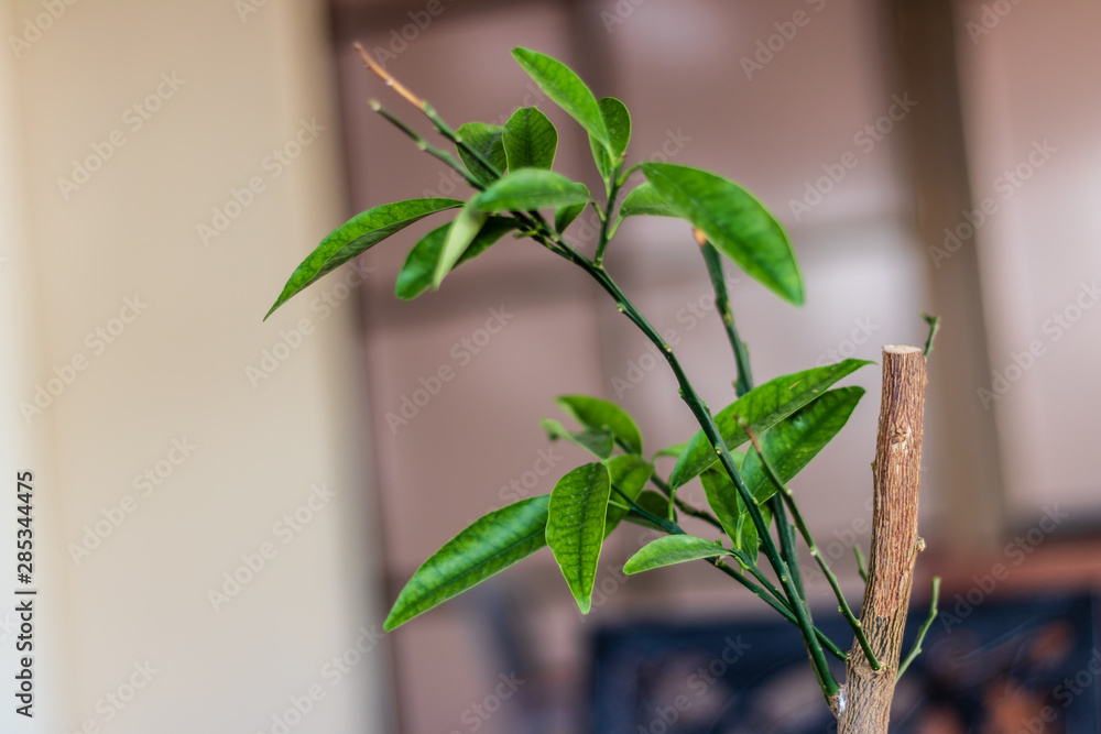 a closeup shoot to green plant with thin leaves a closeup shoot to green plant with thin leaves
