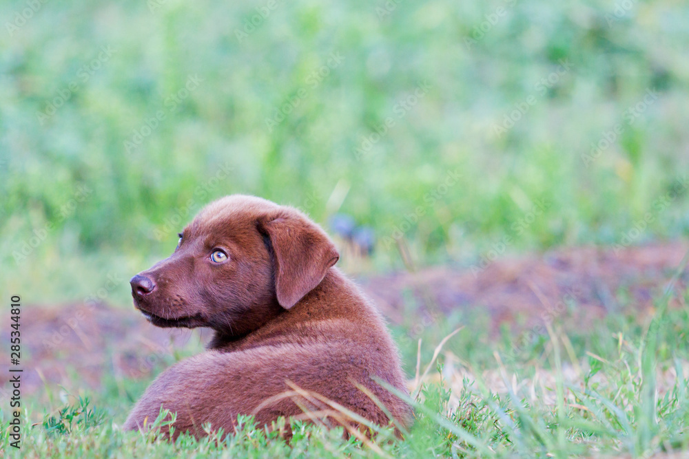 beautiful brown puppy lies in green grass