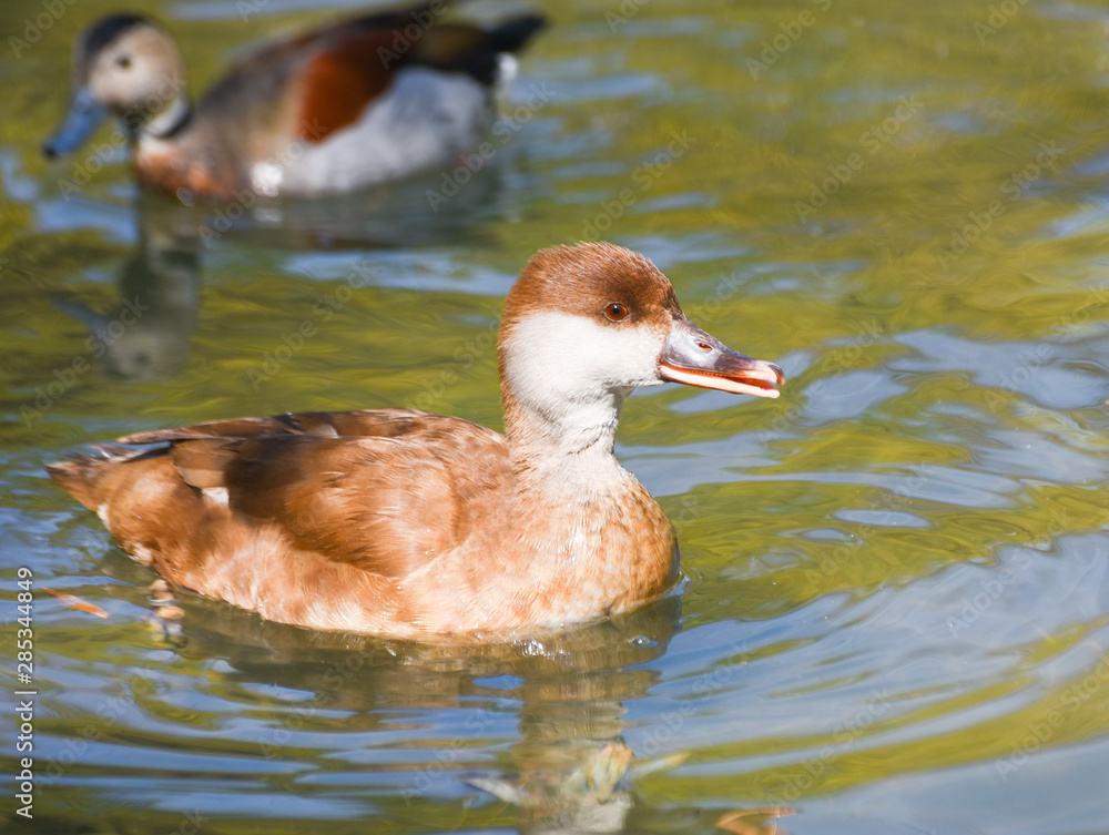 Fototapeta premium Little duck swimming in water.