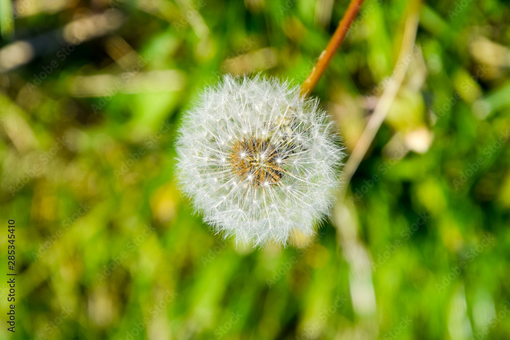 Fototapeta premium Ripened dandelion seeds. Fluffy dandelion. Dandelion in the meadow.