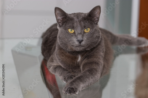 Beautiful Chartreux breed cat © arnaudmartinez