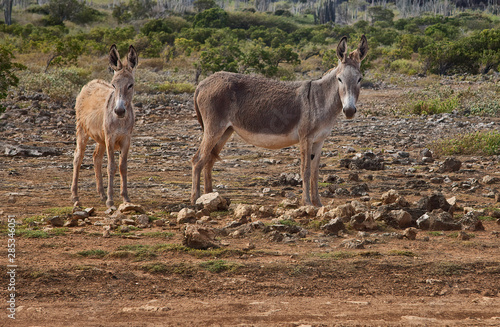  Wild Donkeys in Washington Slagbaai National Park, Bonaire © Guy Bryant