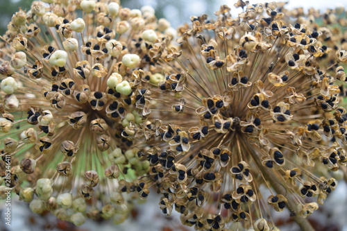 Close Up Flower